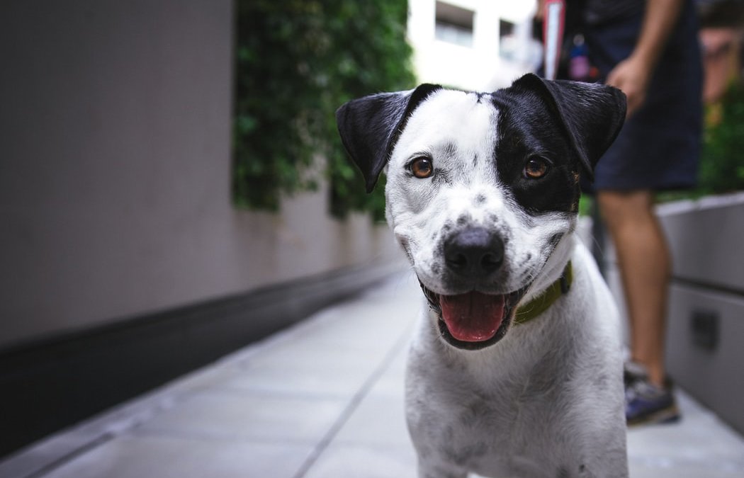 Scheiden en huisdieren, is er een omgangsregeling voor de hond?